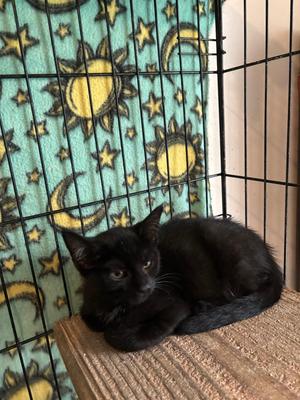 Coraline, kitten, available for adoption