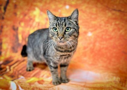 Bingo, adult, available for adoption