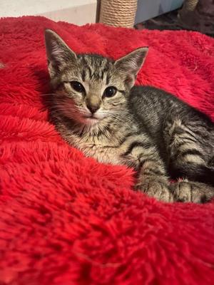 Coastie, adult, available for adoption