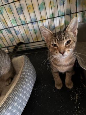 Gaston, kitten, available for adoption