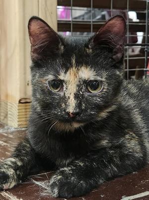 Cosette, kitten, available for adoption