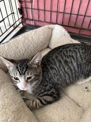 Billy Bob, kitten, available for adoption