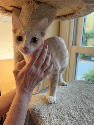 Fisher, kitten, available for adoption