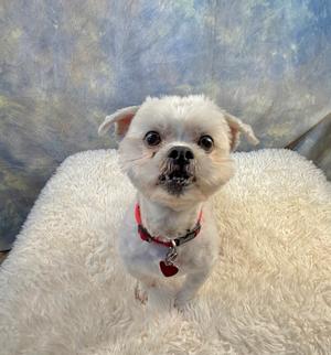 A small white dog with a red collar and a heart-shaped tag, sitting on a fluffy white surface.