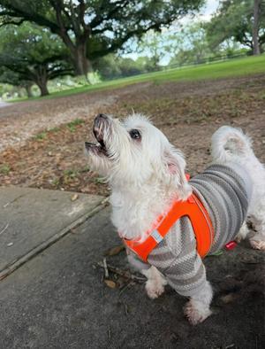 Charlie Puth, Maltese / Poodle (Miniature), senior, available for adoption