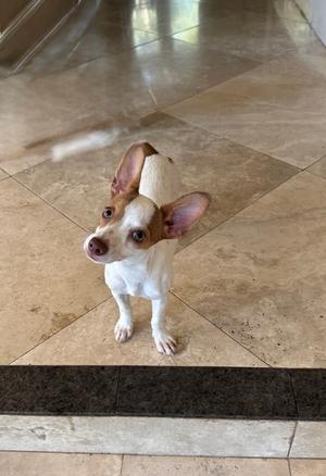 a dog