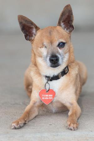 A small brown dog with one eye, wearing a collar with a heart-shaped tag.