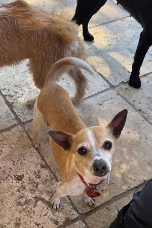 Current Clyde, Terriers (Small) / Chihuahua, adult, available for adoption
