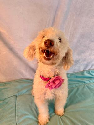 A white dog with curly fur is sitting on a blue blanket, wearing a pink flower accessory around its neck. The dog has its mouth open, showing its teeth, and appears to be smiling. The background is a light blue fabric.