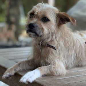 Beethoven, Terriers (Small), adult, available for adoption