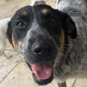 Catalina, Cattle Dog, young, available for adoption