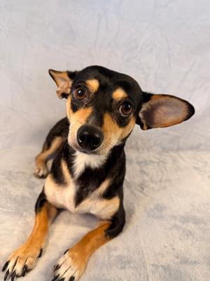 Caribbean Queen (Carrie), Chihuahua, young, available for adoption