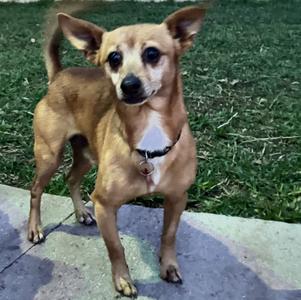 Aries, Chihuahua, adult, available for adoption