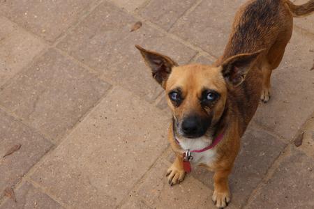 A small brown dog with large ears and a red collar standing on a stone pavement.