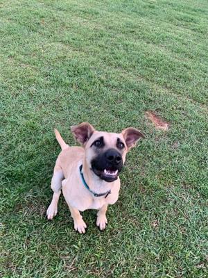 a dog sitting in the grass