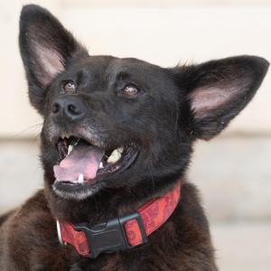 Bluebell, Australian Kelpie, adult, available for adoption