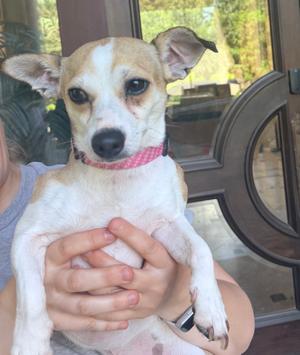 Creed, Chihuahua / Dachshund, adult, available for adoption