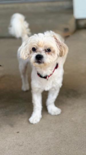 A fluffy white dog with a red and black collar stands on a concrete surface.
