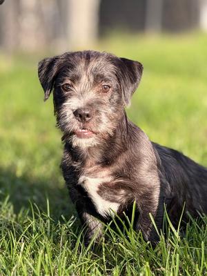 Dash, Terriers (Small), puppy, available for adoption