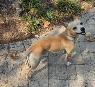 Chestnut, Chihuahua, adult, available for adoption