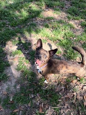 Blueprint, Chihuahua / Terriers (Small), adult, available for adoption