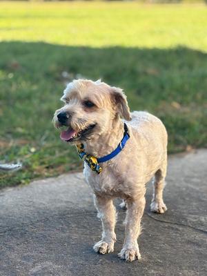 Dickens, Wheaten Terrier, adult, available for adoption