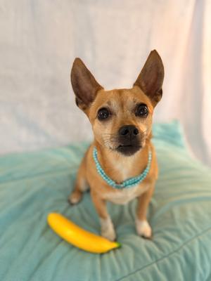 Blair, Chihuahua, adult, available for adoption