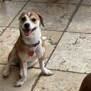 Becky, Beagle, adult, available for adoption