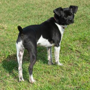 Checkers, Pug / Beagle, adult, available for adoption
