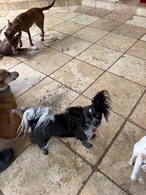 Cozy, Papillon / Chihuahua, adult, available for adoption