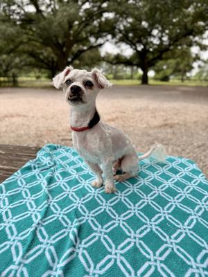 Chip, Maltese / Poodle (Miniature), senior, available for adoption