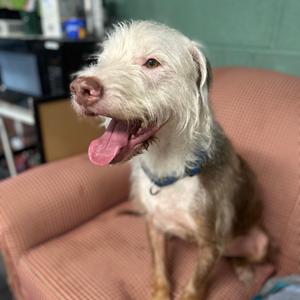 Remi, Mixed Breed (Medium), adult, available for adoption