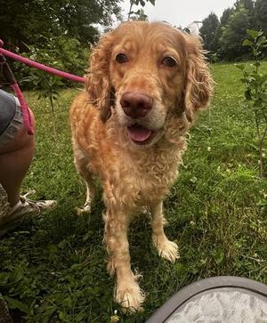 Love, Standard Poodle / Cocker Spaniel, adult, available for adoption