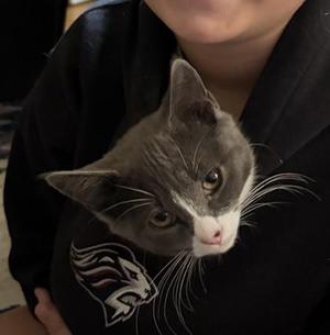 Potato, young, available for adoption