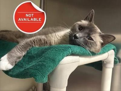 Little Kitty, adult, available for adoption