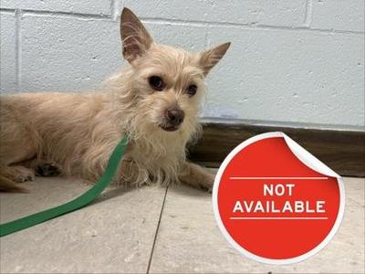 Mia, Mixed Breed, adult, available for adoption