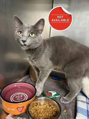 Chaz, adult, available for adoption