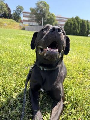 Rocky, Boxer / Mixed Breed, adult, available for adoption