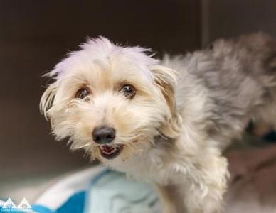 Ribbit, Maltese / Yorkshire Terrier, adult, available for adoption