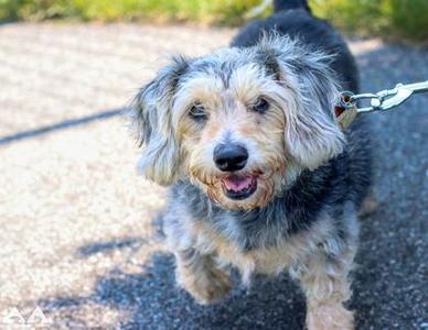 Gorda, Maltese / Mixed Breed, adult, available for adoption