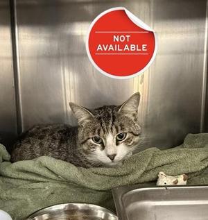 Bernardo, adult, available for adoption