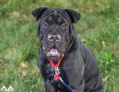 A black dog with a red collar sitting on grass