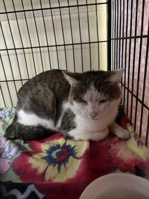 Dandy, adult, available for adoption