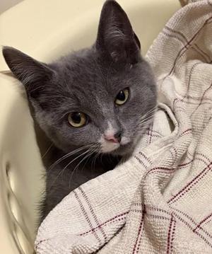 Poppy, young, available for adoption