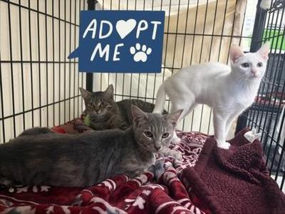 Thunder, young, available for adoption