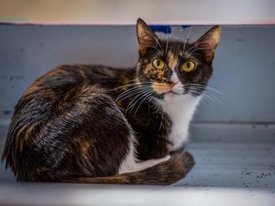 Janet, adult, available for adoption