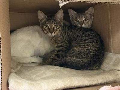 Lightning, young, available for adoption