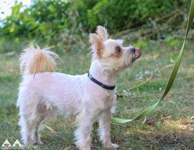 Filo, Yorkshire Terrier / Mixed Breed, adult, available for adoption