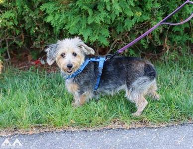 Roxy, Maltese / Mixed Breed, adult, available for adoption