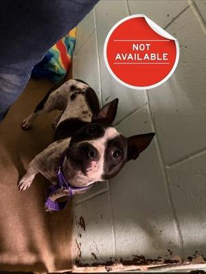 Gristle, Mixed Breed, adult, available for adoption